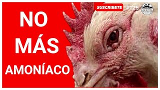 🌟CÓMO MANEJAR y DESINFECTAR LA CAMA EN LOS POLLOS DE ENGORDE🐔  REDUZCA EL AMONÍACO🎇 [upl. by Eiddal267]