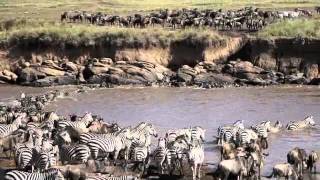 Migration des gnous  Masai Mara  Kenya [upl. by Nonnag]