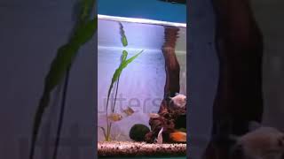 my gourami tank aquarium fishtank [upl. by Gould]