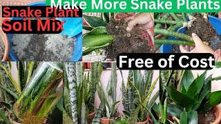 Snake Plant Propagation Sansevieria Varieties  3 Ways to Propagate and All Care gardening [upl. by Aleekahs71]