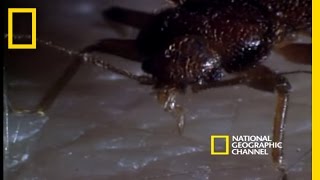 Bed Bugs  National Geographic [upl. by Lladnew251]