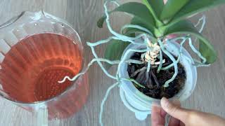 Orchid Disinfecting with Potassium Permanganate [upl. by Kalil]