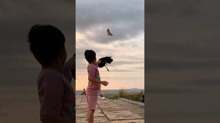 Main di sore hari di pantai burungalapalap birds alapalap elang elangeagle nature [upl. by Odrick449]