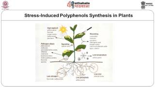 Phenolic Compounds –Flavonoids –flavones and flavonols [upl. by Ecadnac508]