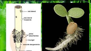BOTANICATema 01 4° de 4 partes Raíz [upl. by Oicnanev]