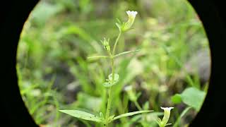 Gratiola neglecta Clammy Hedgehyssop [upl. by Eima]