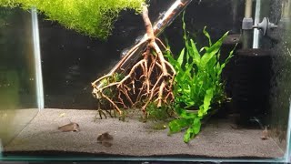 HOW TO BREED CORYDORAS CATFISH PART 1 [upl. by Kotta882]