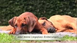 Rhodesian Ridgeback  Dhima quotLangeweile kenn ich nichtquot [upl. by Atihana]