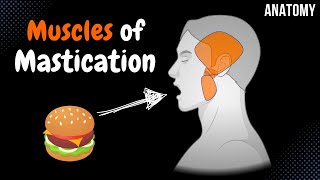 Muscles of Mastication Origin Insertion Function  Anatomy [upl. by Arabela200]