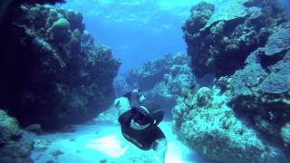 Freediving swim through  William Trubridge [upl. by Ilojne]