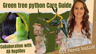 Green tree python Care Guide [upl. by Dempsey]