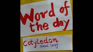 cotyledon biologyvocabulary biologyshorts monocotyledonous [upl. by Ashien]