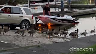 Bayfront park geese [upl. by Michaele]