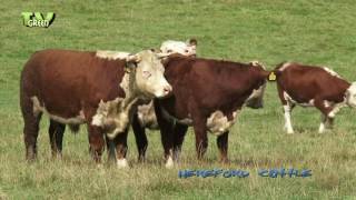 Hereford Cattle  Grazing the Meadows [upl. by Notgnihsaw]