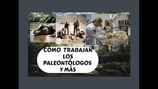 Cómo funciona la paleontología cómo se forman los fósiles y más [upl. by Nalyorf]