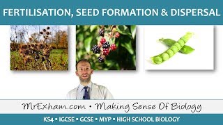 Plant reproduction  Fertilisation seed formation and dispersal  GCSE Biology 91 [upl. by Ferrigno]