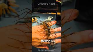 The Truth About House Centipedes [upl. by Esille]