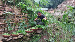 Harvest vegetables and okra in the garden prepare soil and seeds for cold winter [upl. by Layman]