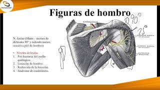 Resumen anatomía de hombro 12 región escapular [upl. by Karisa805]