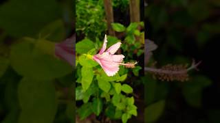 Hibiscus plant care and tips 🌸 [upl. by Atikin]