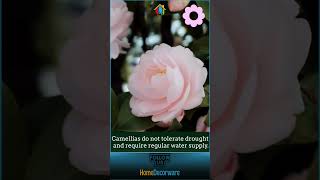 Camellia Flower Photos and Fascinating Information [upl. by Efthim]