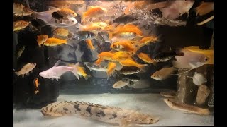 Feeding the Feeder Fish for Endlicheri Albino Oscar Tinfoil Barb Albino Giant Gourami [upl. by Malik]