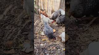 Feeding chickens whit Granaries fruit vegetables  Alimanti per Galline [upl. by Voss682]