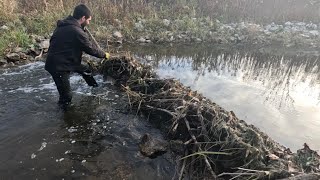 “BEAVERS FLOODGATE FALLS” Unclogging Beaver Dam From Culvert Discharge [upl. by Hafirahs]