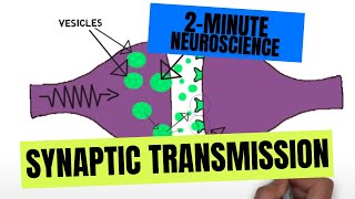 2Minute Neuroscience Synaptic Transmission [upl. by Schach679]