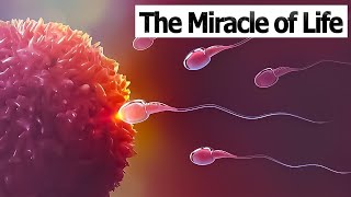 CONCEPTION TO FETUS  The Miracle of Life  Medical 3D Animation of ConceptionFertilization [upl. by Chariot]