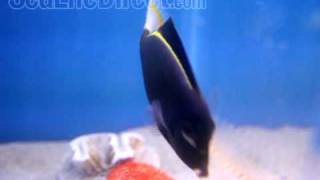 Gold Rim Tang Video [upl. by Noyrb]