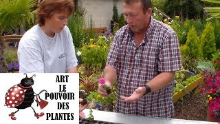 JardinageBoutures de surfinias comment faire une bouture [upl. by Nosliw]