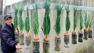 Secret Successfully Growing Onions Anywhere With Easy Tips Bringing Great Results [upl. by Amsirahc480]