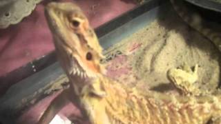 My Bearded Dragon making strange noises [upl. by Filberto21]