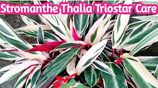 Stromanthe thalia triostar plant care  Tips to keep stromanthe triostar alive  gardening tips [upl. by Placidia940]