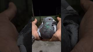 Racing pigeons care pigeon pigeonracing merpati kabootar kalapati [upl. by Jdavie53]