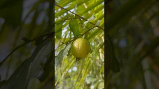 പേരക്ക കഥ 😋  Kerala Yellow Guava [upl. by Anitan36]