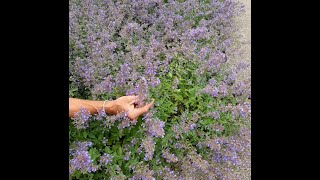 Catmint perennial [upl. by Deden]