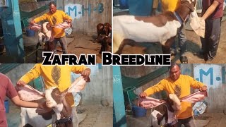 Saste aur Nasal Mai Hyderabadi Breedline Zafran Breedline Goats  errakunta Hyderabad [upl. by Chelton]