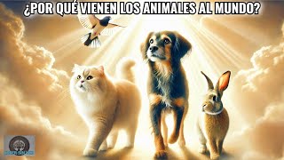 ¿Por qué vienen los animales al mundo ¿Cuál es su misión espiritual [upl. by Novahs]