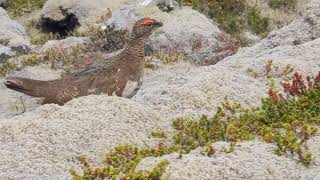 A Rock Ptarmigan in Iceland [upl. by Rajiv]