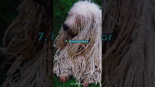 Top 10 longest haired Dog Breeds In The World viral youtubeshorts top10 animals dog [upl. by Aniad1]