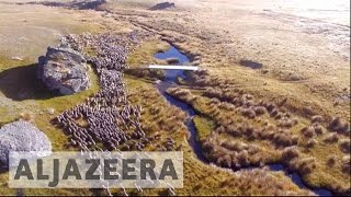 New Zealand sheep farmers use drones to shepherd [upl. by Liscomb]