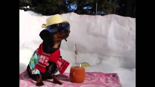 Crusoe the Dachshund Makes the Best of Any Weather [upl. by Elleahcim839]