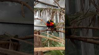 thenetherlands zoo avifauna birds [upl. by Iramaj470]