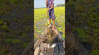 Unique Boat Fishing Method In Village  part84 uniquefishing fishing ytshorts shorts boat [upl. by Ettelracs]