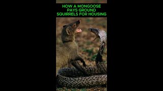 How A Mongoose Pays Ground Squirrels For Housing shorts [upl. by Areit]