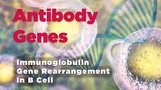 Antibody genes  Immunoglobulin Gene Rearrangement in B Cell [upl. by Lerraf]