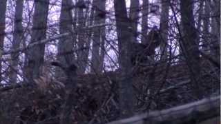 Southern Middle TN Turkey Hunt 2013 [upl. by Lilas]