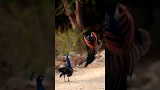 Peacock  Birds  nature [upl. by Yaner737]